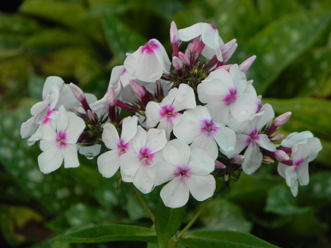 Phlox paniculata ‘Famous White with Eye’
