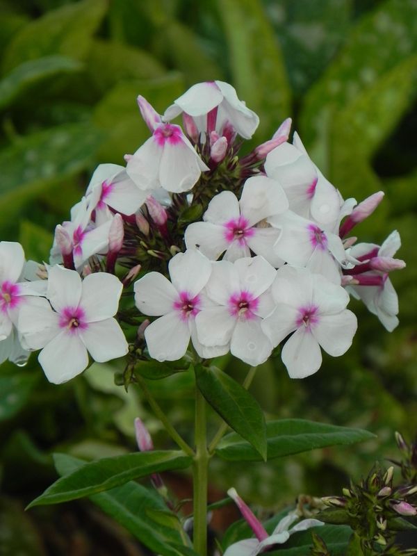 Phlox paniculata ‘Famous White with Eye’