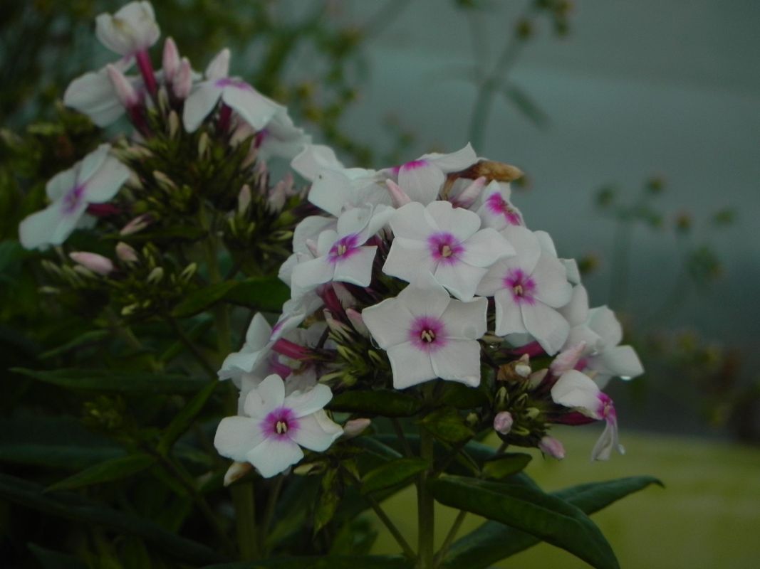 Phlox paniculata ‘Famous White with Eye’