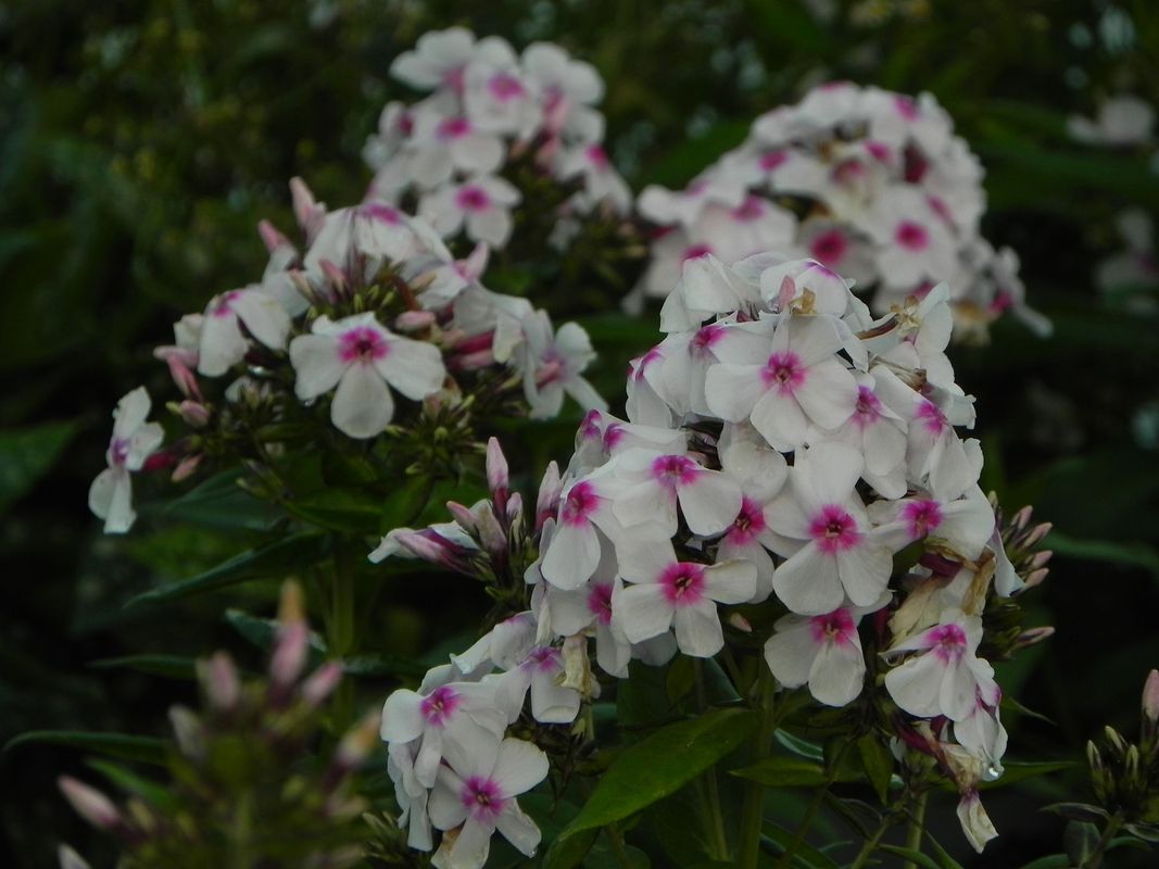 Phlox paniculata ‘Famous White with Eye’