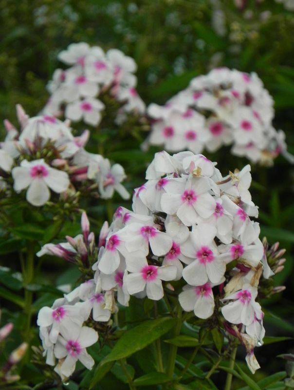 Phlox paniculata ‘Famous White with Eye’