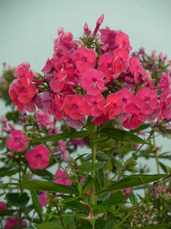 Phlox paniculata ‘Ka-Pow Pink’