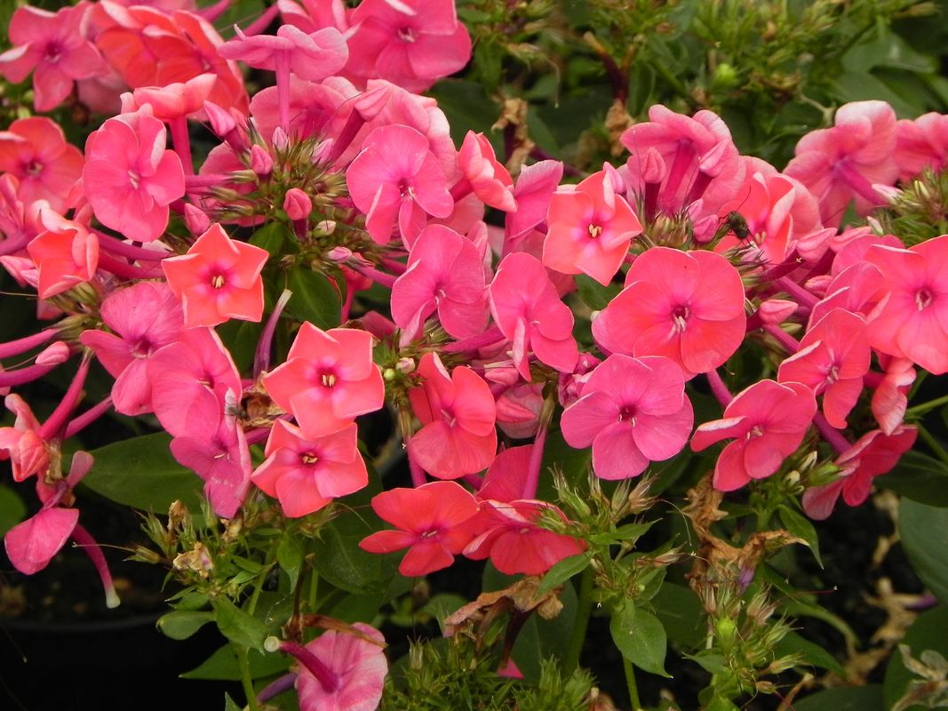 Phlox paniculata ‘Ka-Pow Pink’