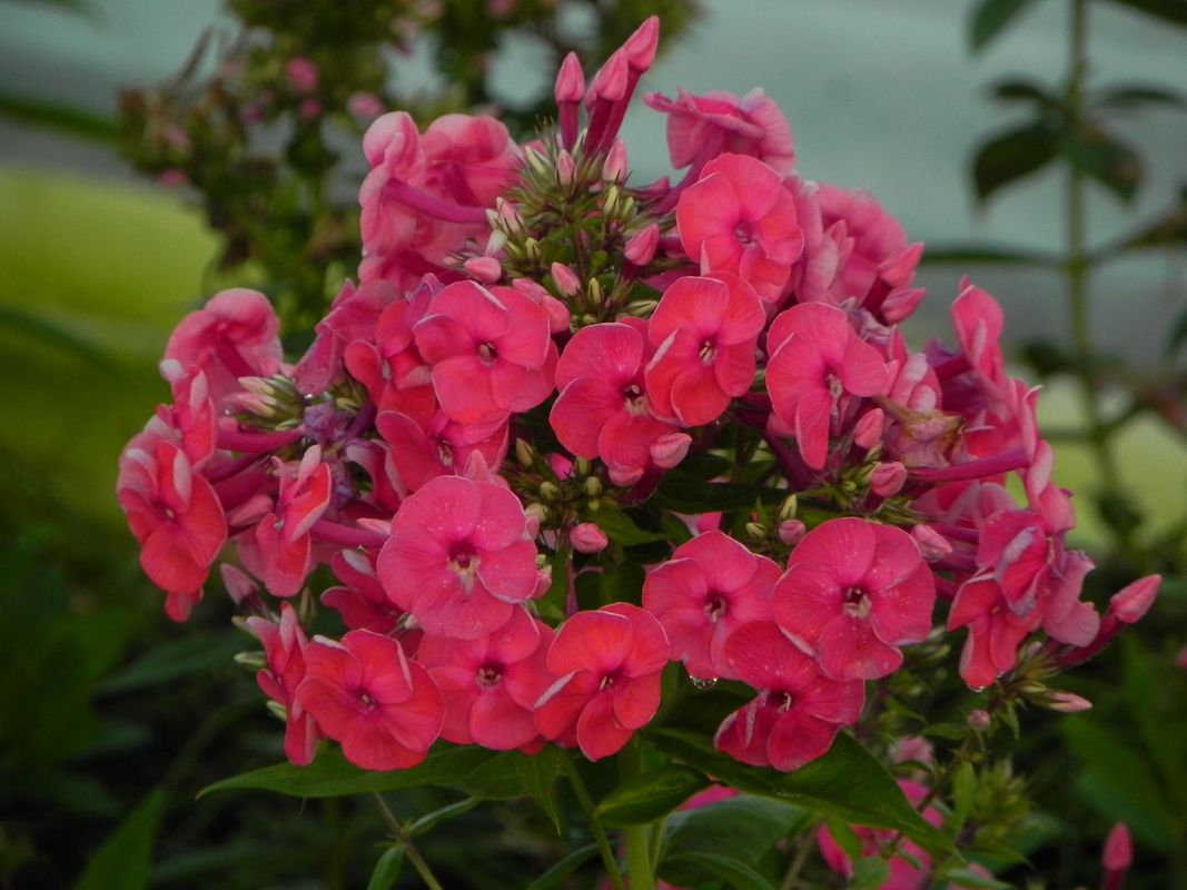 Phlox paniculata ‘Ka-Pow Pink’