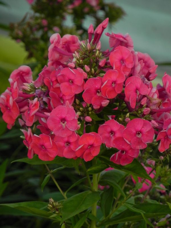 Phlox paniculata ‘Ka-Pow Pink’