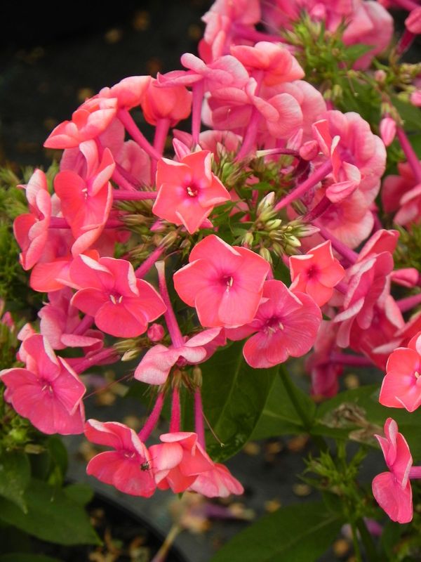 Phlox paniculata ‘Ka-Pow Pink’