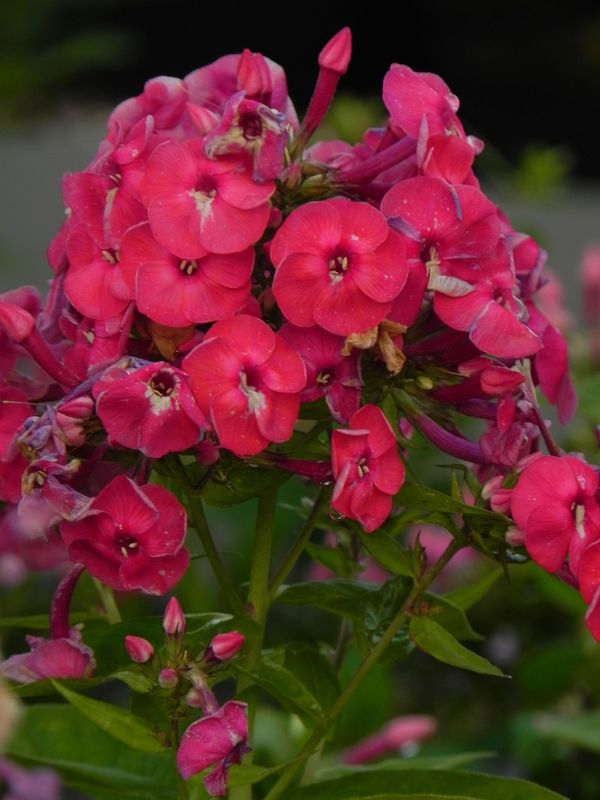 Phlox paniculata ‘Ka-Pow Pink’