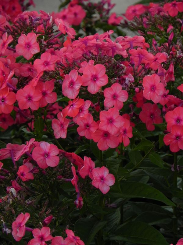 Phlox paniculata ‘Flame® Coral’