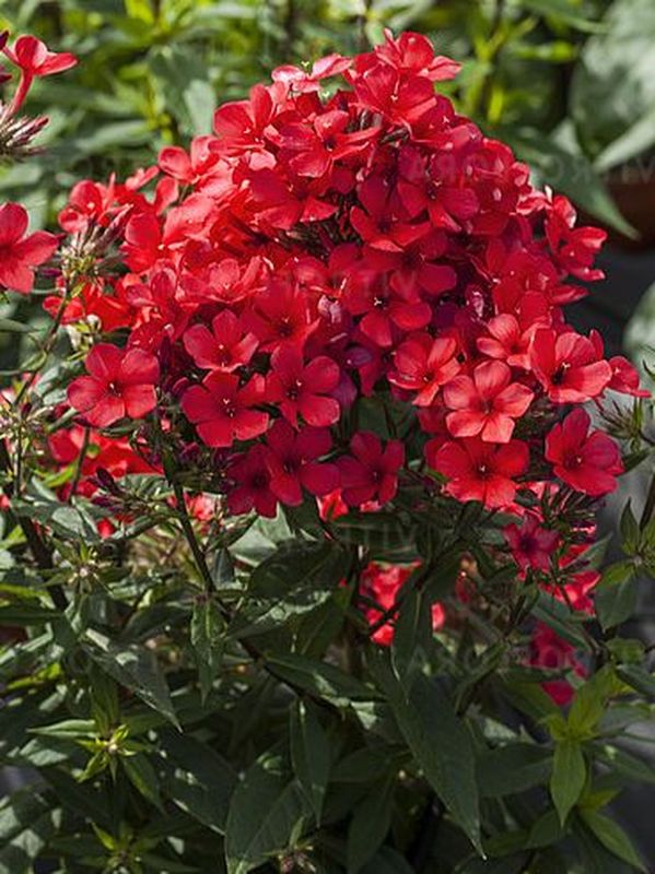 Phlox paniculata ‘Flame® Red’