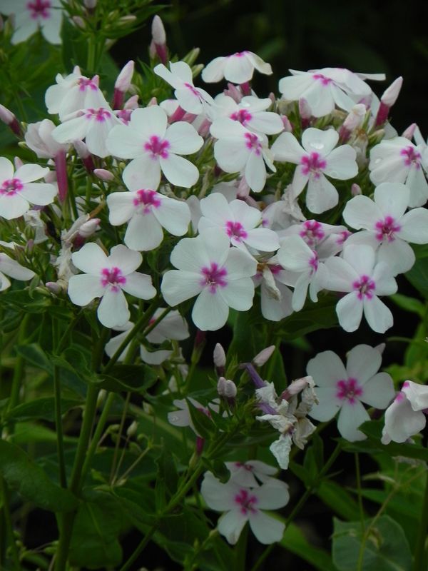 Phlox paniculata ‘Flame® White Eye’