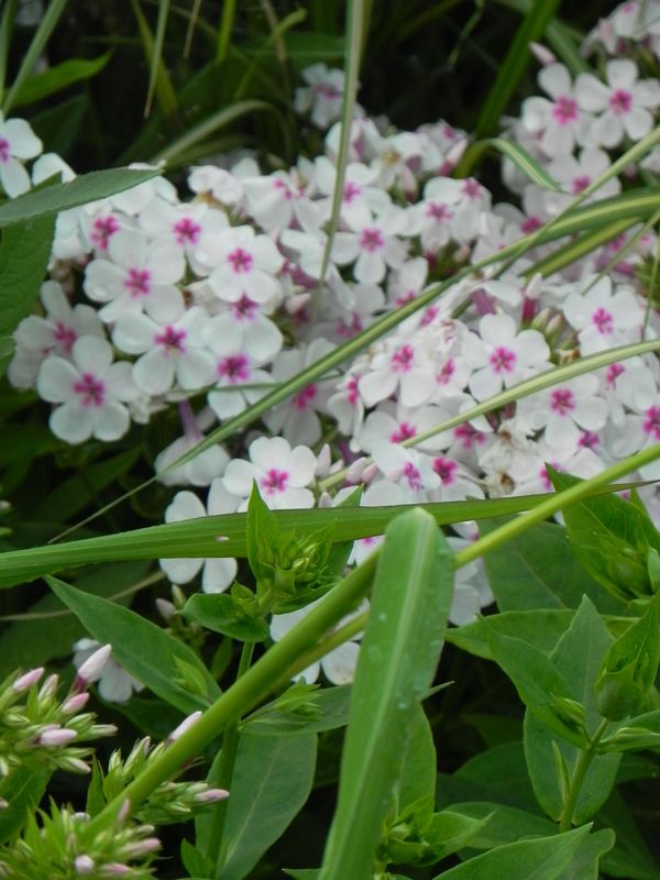 Phlox paniculata ‘Flame® White Eye’