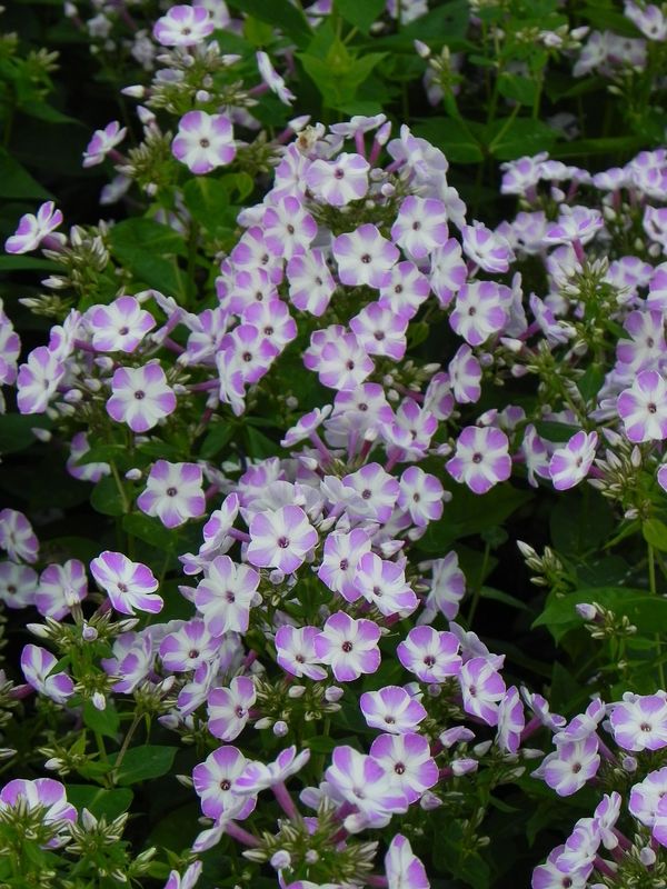 Phlox paniculata ‘Flame® Lilac Star’