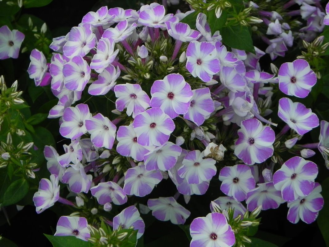 Phlox paniculata ‘Flame® Lilac Star’