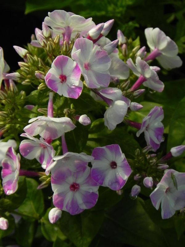 Phlox paniculata ‘Flame® Lilac Star’