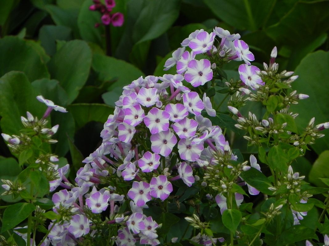 Phlox paniculata ‘Flame® Lilac Star’