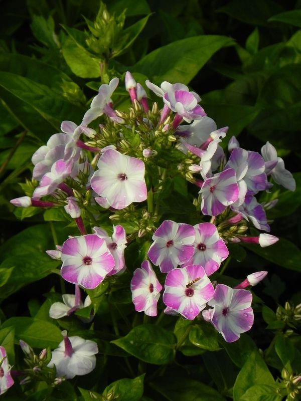 Phlox paniculata ‘Flame® Lilac Star’