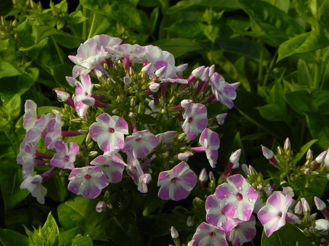 Phlox paniculata ‘Flame® Lilac Star’