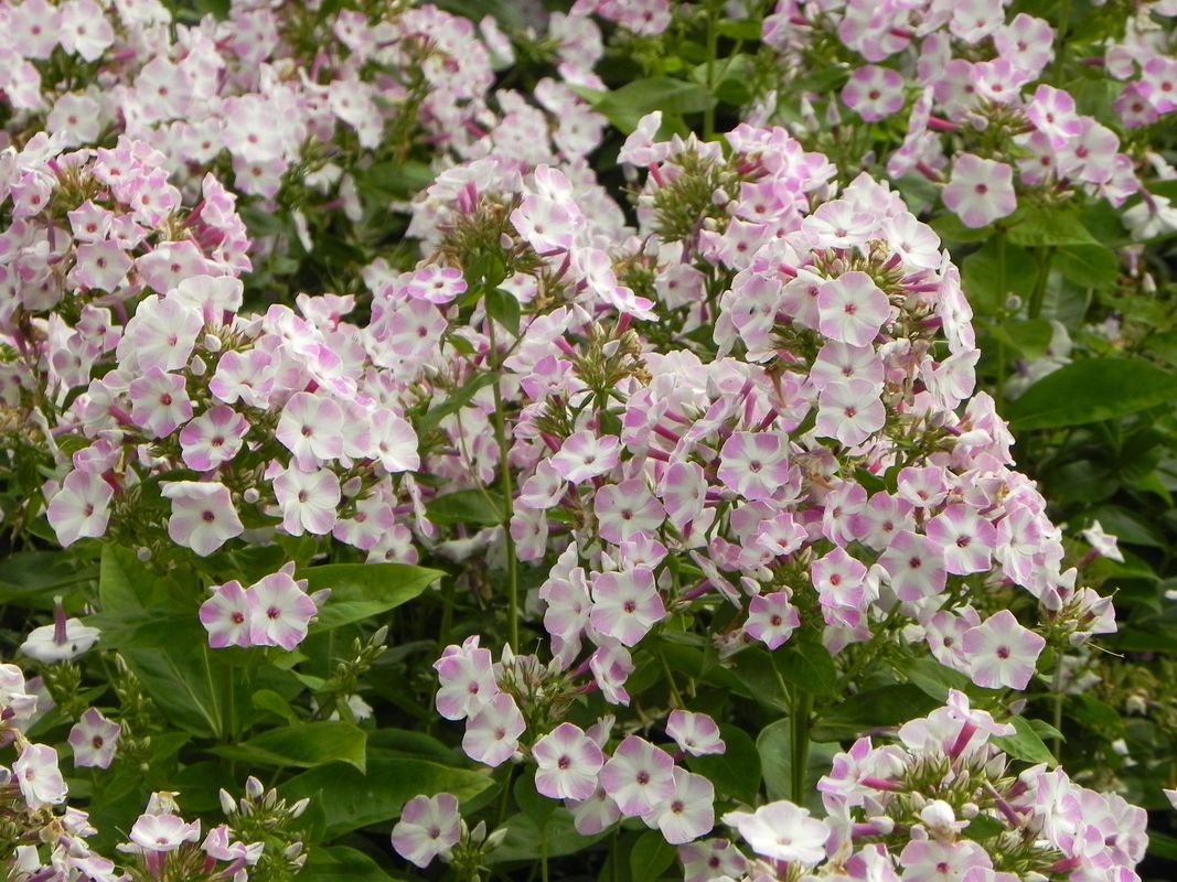 Phlox paniculata ‘Flame® Lilac Star’