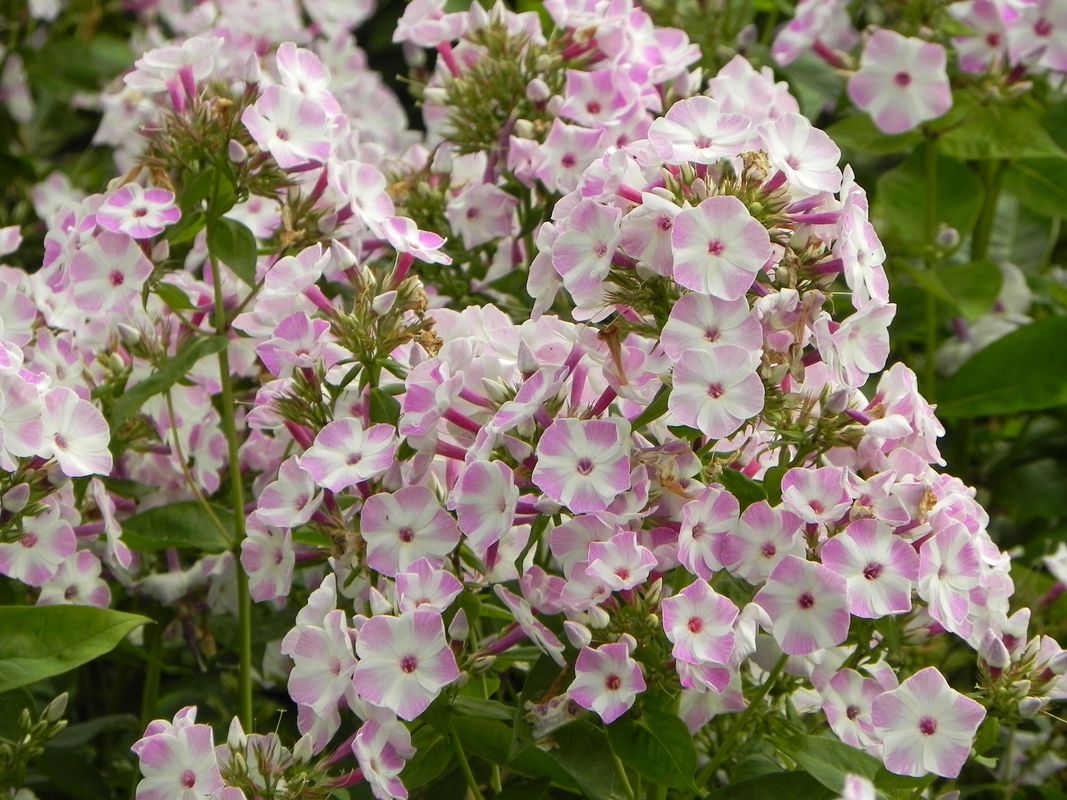 Phlox paniculata ‘Flame® Lilac Star’