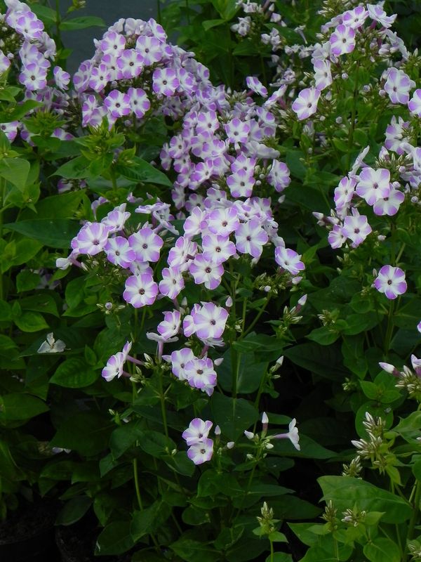 Phlox paniculata ‘Flame® Lilac Star’