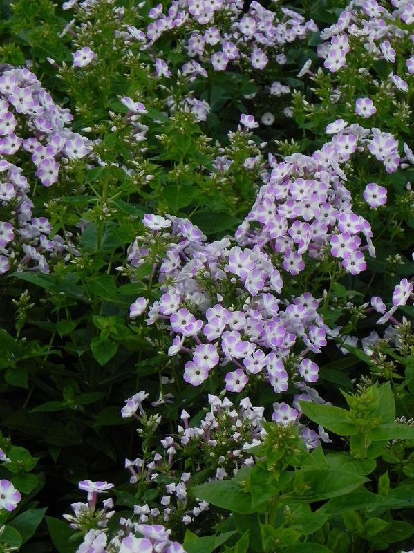 Phlox paniculata ‘Flame® Lilac Star’