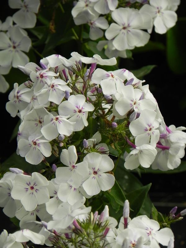 Phlox paniculata ‘Flame® Pro Light Blue’
