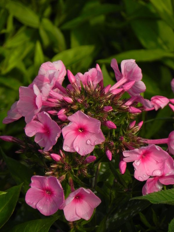 Phlox paniculata ‘Famous Pink’
