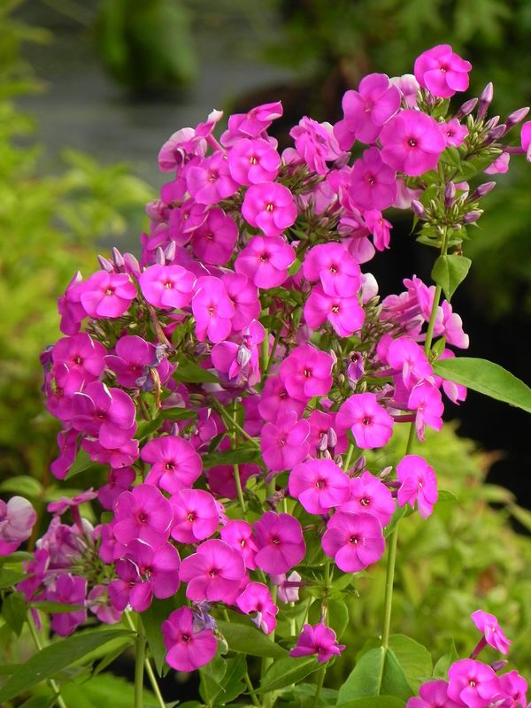 Phlox paniculata ‘Ka-Pow Purple’