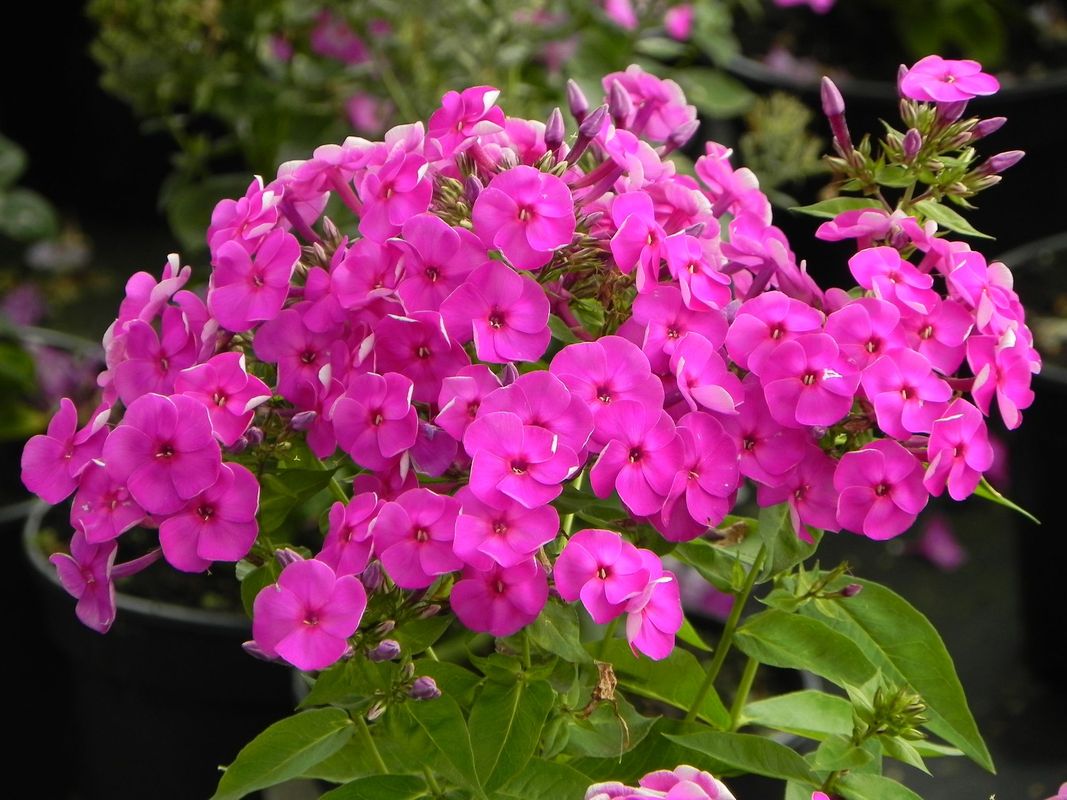 Phlox paniculata ‘Ka-Pow Purple’