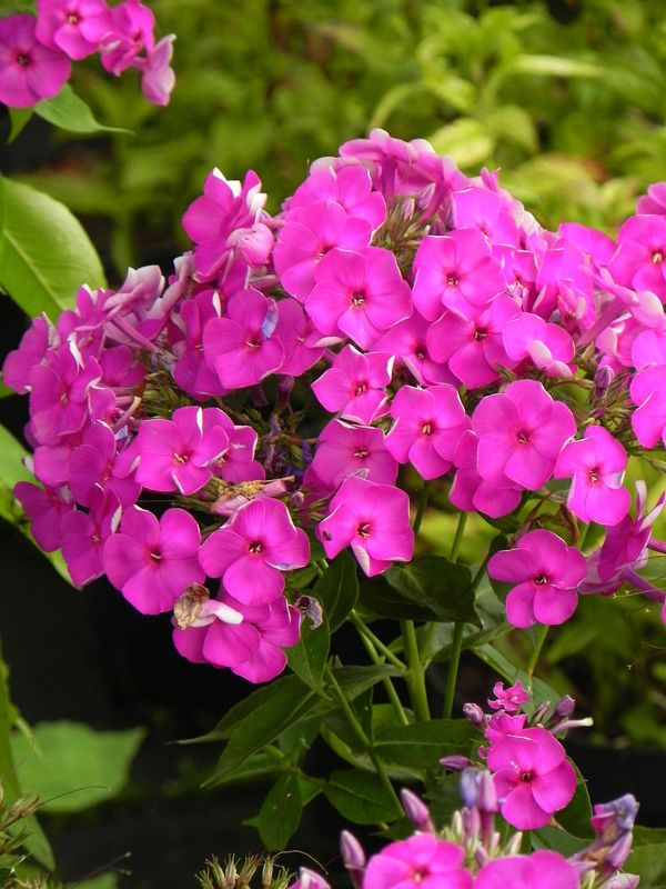 Phlox paniculata ‘Ka-Pow Purple’