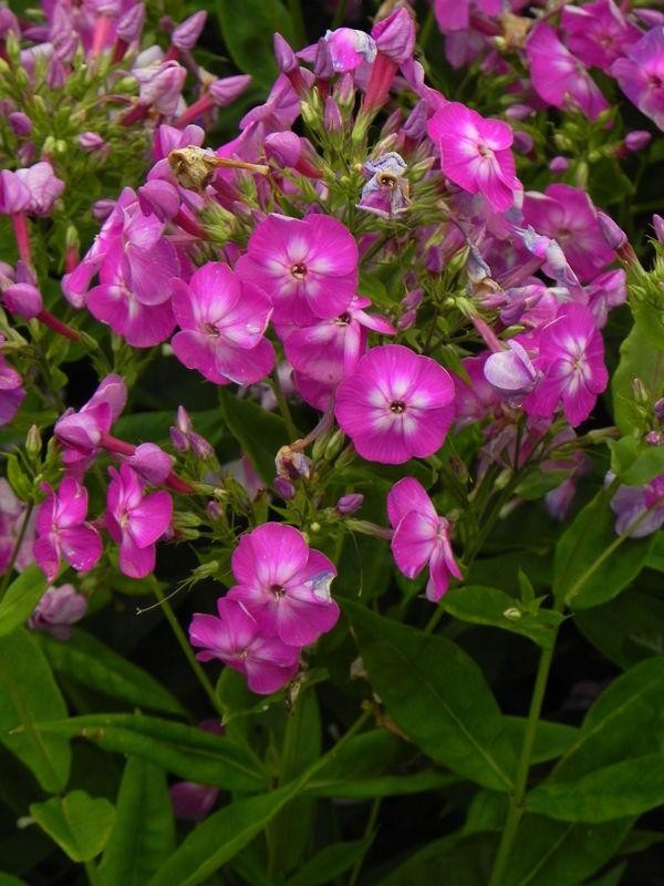 Phlox paniculata ‘Flame® Pro Violet Charm’