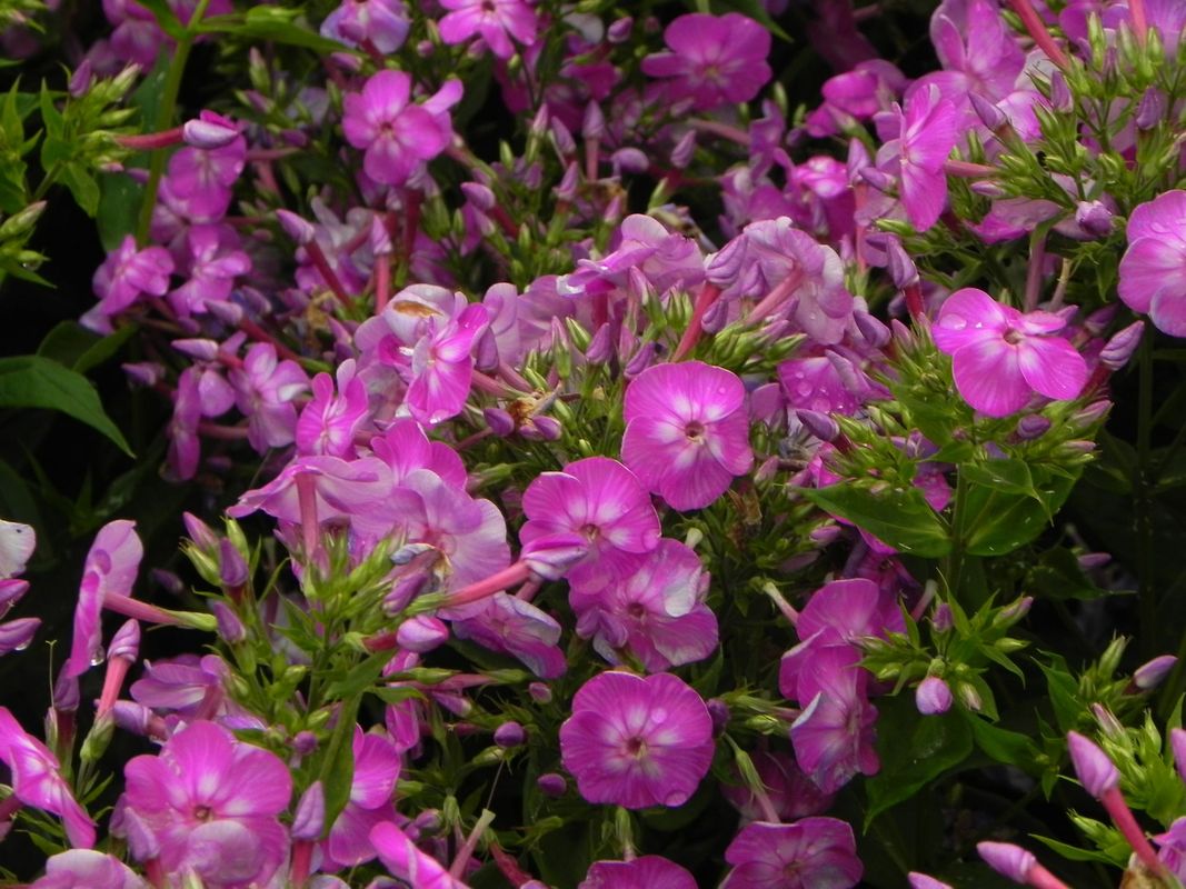 Phlox paniculata ‘Flame® Pro Violet Charm’