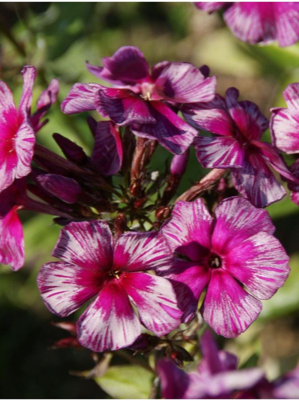Phlox paniculata ‘Dragon’