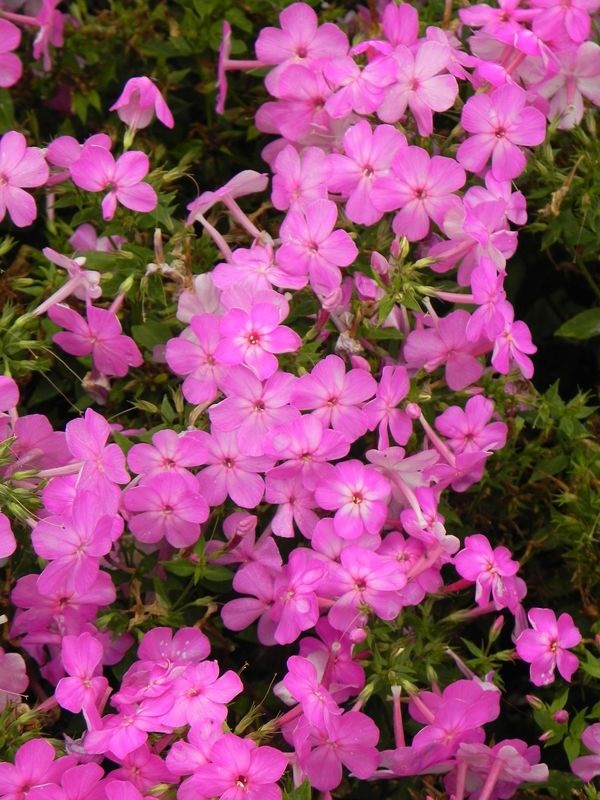 Phlox paniculata ‘Bee Best Mauve’