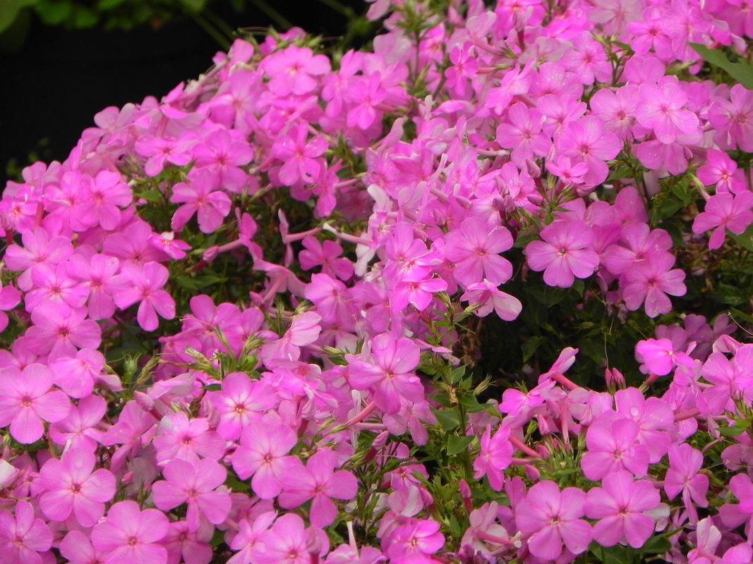 Phlox paniculata ‘Bee Best Mauve’