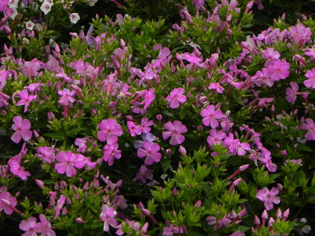 Phlox paniculata ‘Bee Best Mauve’