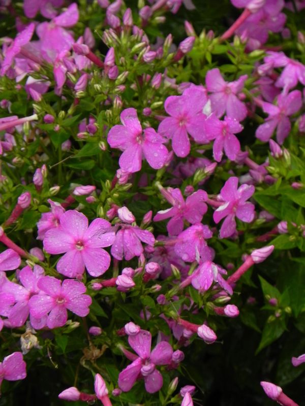 Phlox paniculata ‘Bee Best Mauve’
