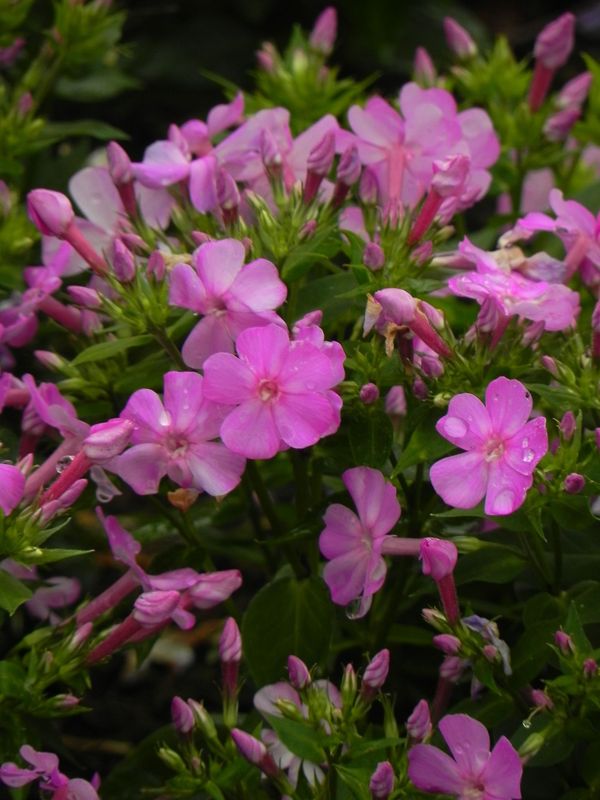 Phlox paniculata ‘Bee Best Mauve’