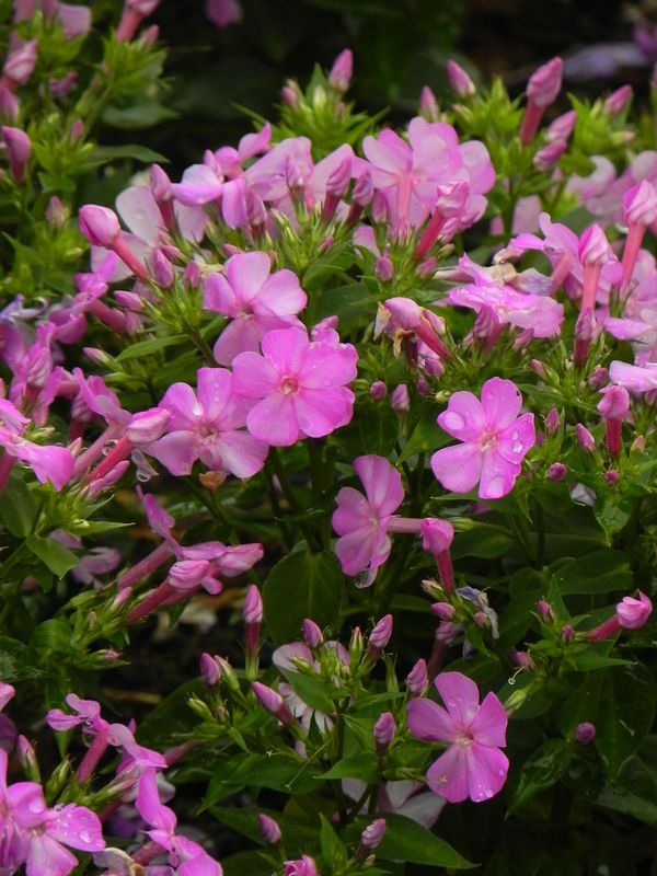 Phlox paniculata ‘Bee Best Mauve’