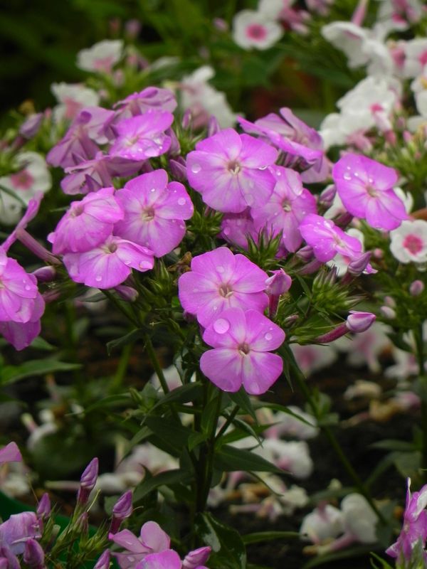 Phlox paniculata ‘Bee Best Purple Eye’