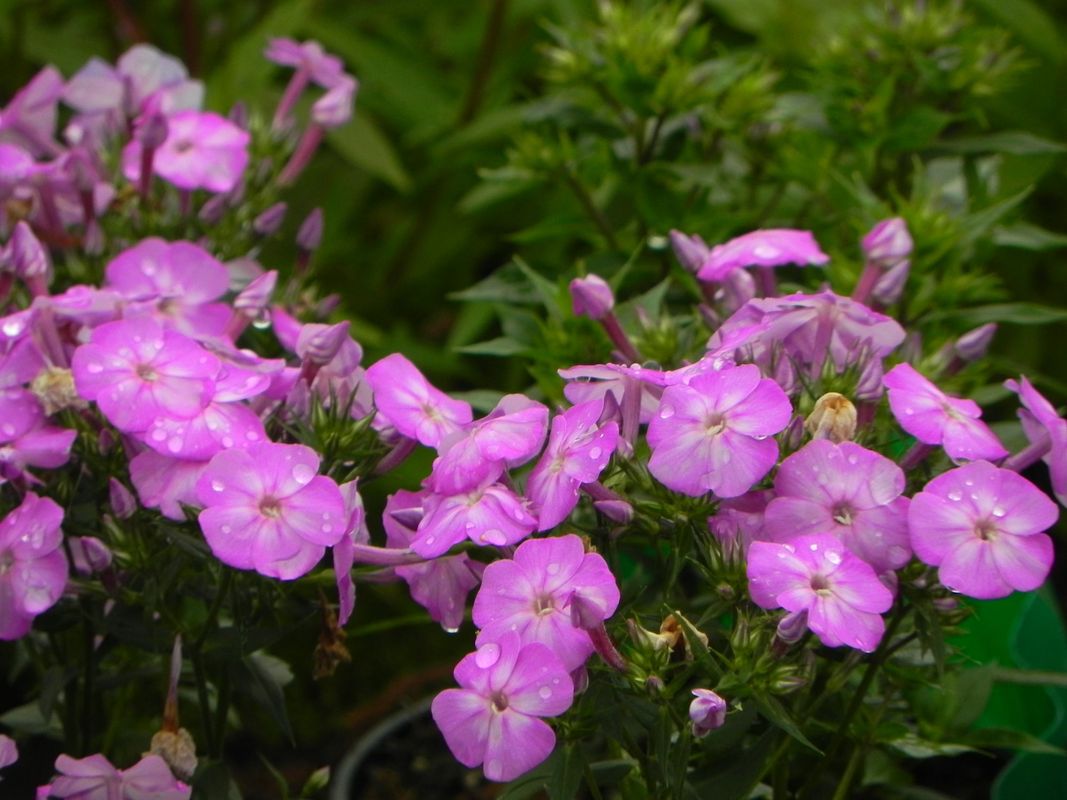 Phlox paniculata ‘Bee Best Purple Eye’