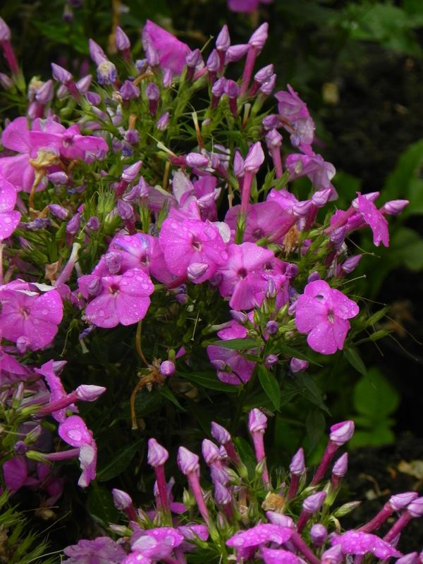 Phlox paniculata ‘Bee Best Purple Eye’