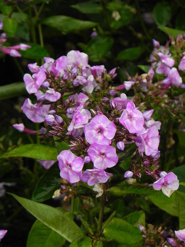 Phlox paniculata ‘Bee Best Salmon’