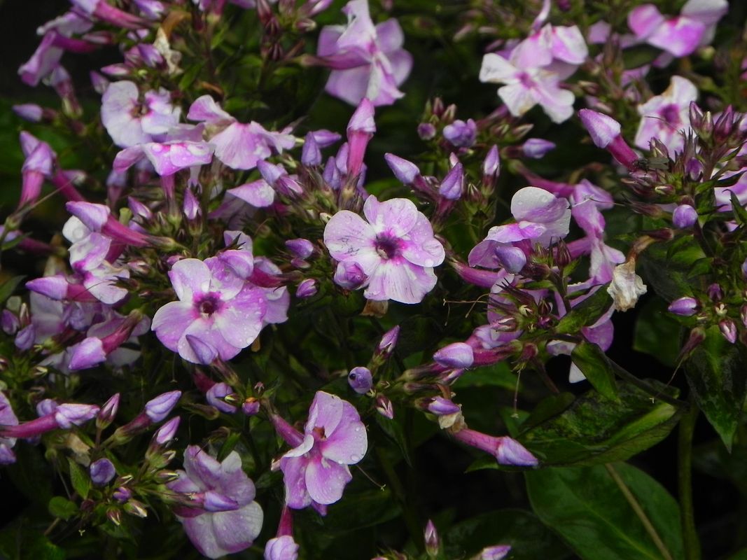 Phlox paniculata ‘Bee Best Salmon’