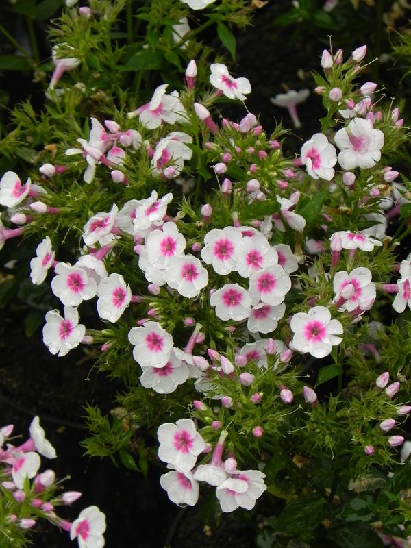 Phlox paniculata ‘Bee Best White Pink Eye’