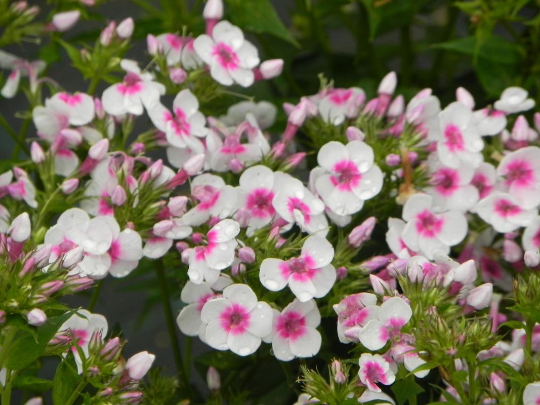 Phlox paniculata ‘Bee Best White Pink Eye’