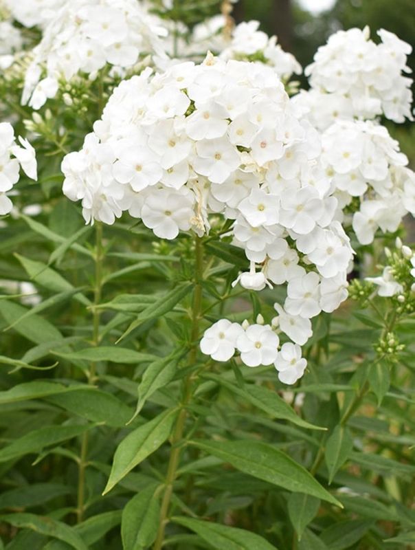 Phlox paniculata ‘David’