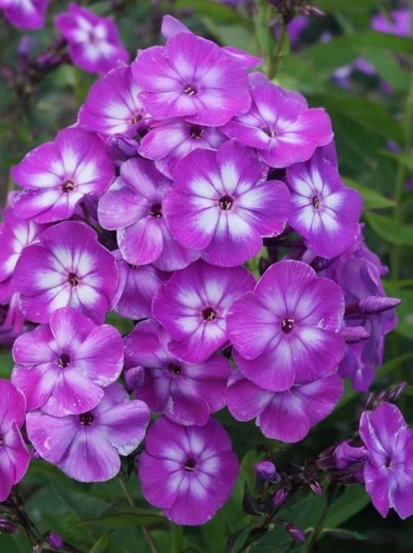 Phlox paniculata ‘Laura’