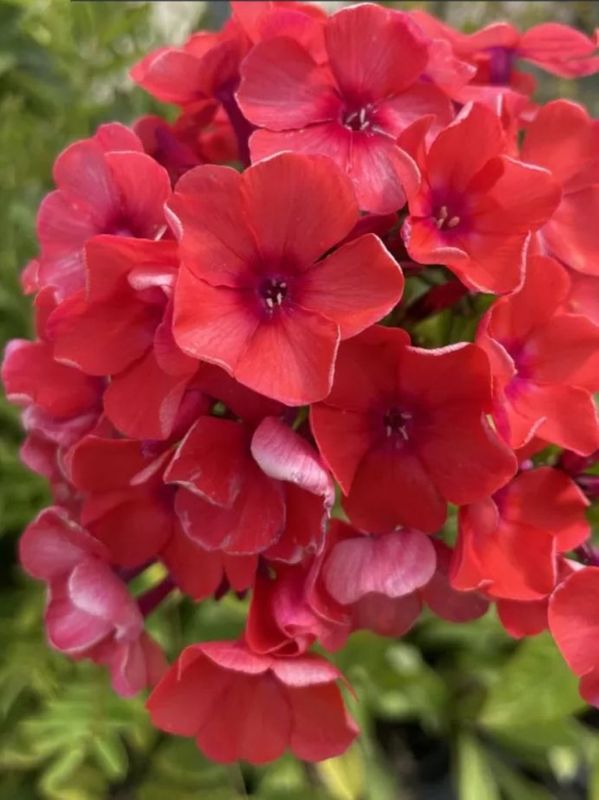 Phlox paniculata ‘Tenor’