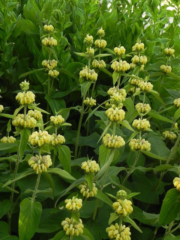Phlomis russeliana
